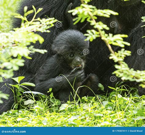 Baby Siamang Ape with Mom in a Grass Field Stock Image - Image of caged ...