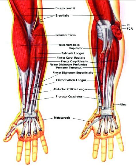 The muscles of the forearm. Download Scientific Diagram - EroFound