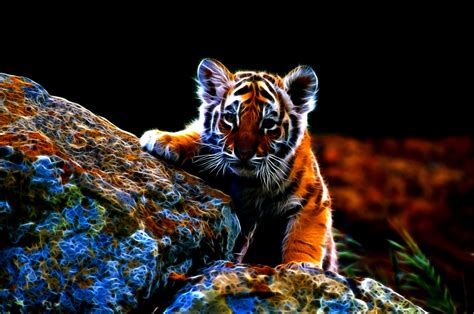 8K Wallpaper Tiger