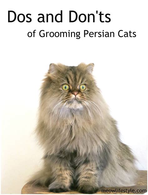 Dos and Don'ts of Grooming Persian Cats | Meow Lifestyle