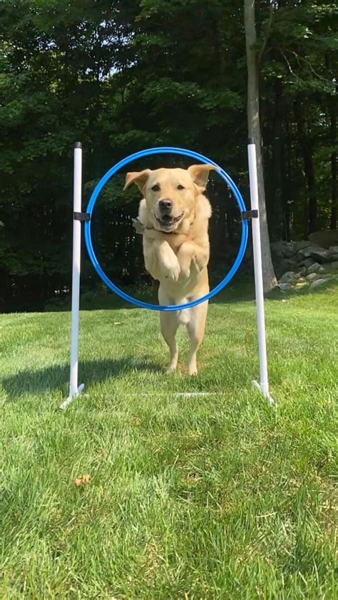 Has your dog ever tried agility work? Check out my IG post to see how ...