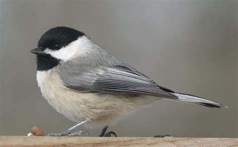 Carolina Chickadee - The cute little chickadees are frequent and year ...