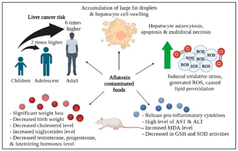 Toxins | Free Full-Text | Aflatoxin Contamination: An Overview on ...