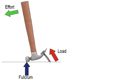 Three Types of Lever Systems: First Class Lever - Mammoth Memory ...