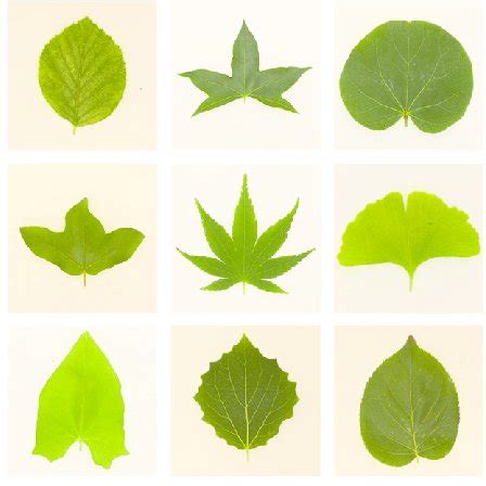 Example of leaf shapes. | Download Scientific Diagram