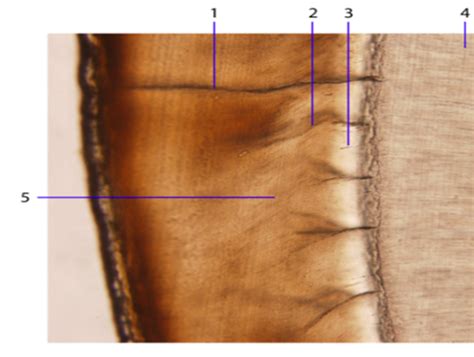 Histology - Enamel Diagram | Quizlet