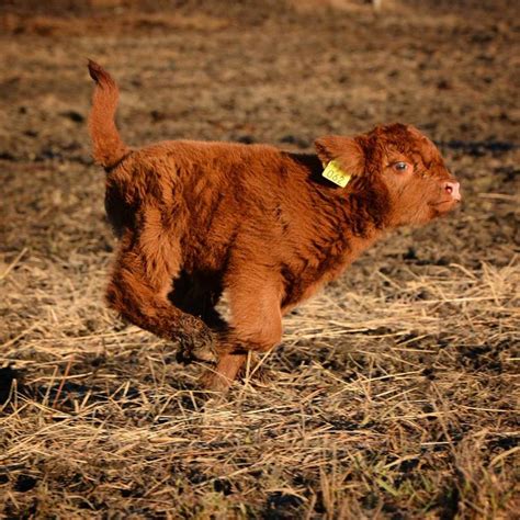 20+ Adorable Photos of Fuzzy Highland Cattle Calves