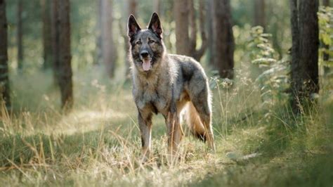 German Shepherd Wolf Mix Facts: Origin, Behavior & Training