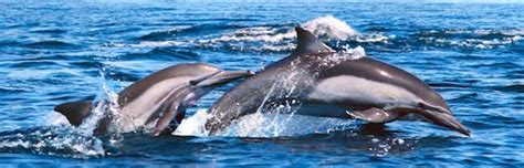 Dolphin Habitat and Distribution - Animal Facts and Information