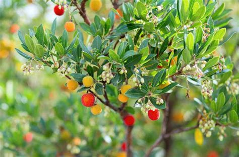 Arbutus unedo (Strawberry Tree)