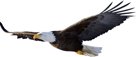 bald eagle transparent background - Clip Art Library