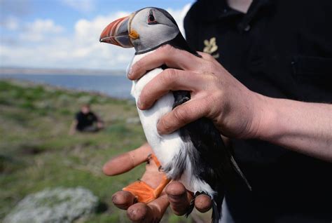 Puffins not PowerPoint as Farne Islands seeks new ranger - BBC News