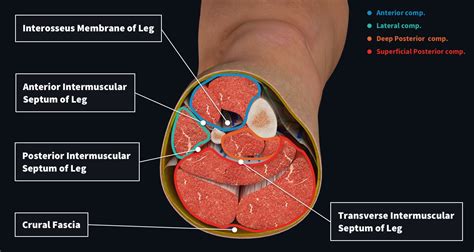 Muscle compartments of the leg | Complete Anatomy