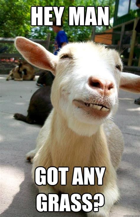 The Best Goat Memes, Jokes, and Puns | Goats funny, Funny goat memes ...