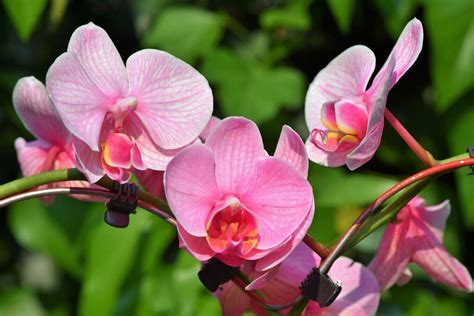 Growing Orchids Hydroponically - a Full Guide | Gardening Tips