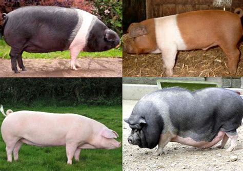 Pig Breeds: List Of Popular Breeds