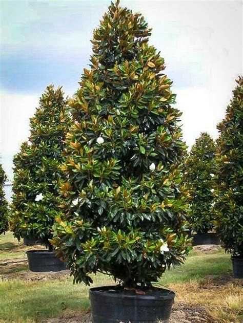 72 best Holly Trees images on Pinterest | Holly tree, Evergreen and Shrubs