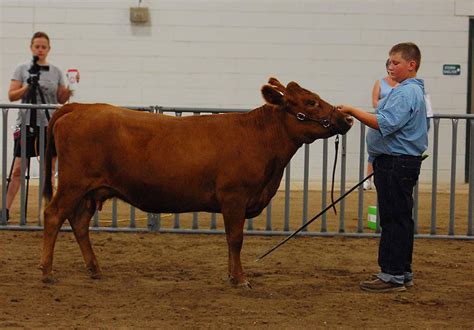 Expo Photos - American Dexter Cattle Association