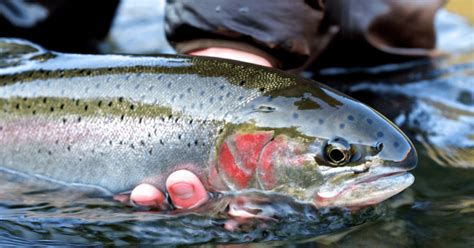 Steelhead Fishing Gear List: The Key Items Needed for A Trip