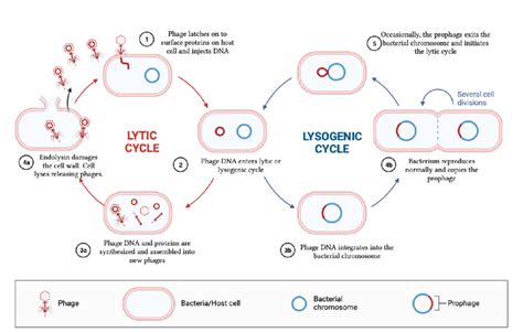 Lytic and lysogenic cycles. The figure above shows the reproduction ...