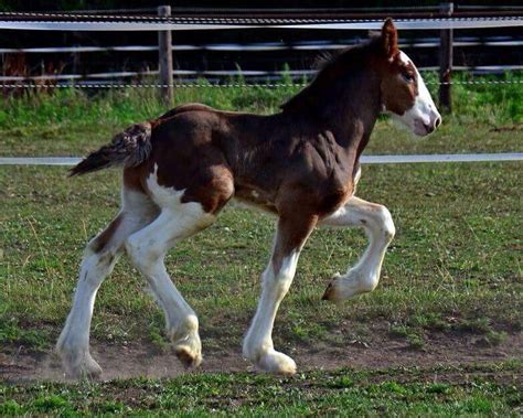 Newborn Clydesdale Foal