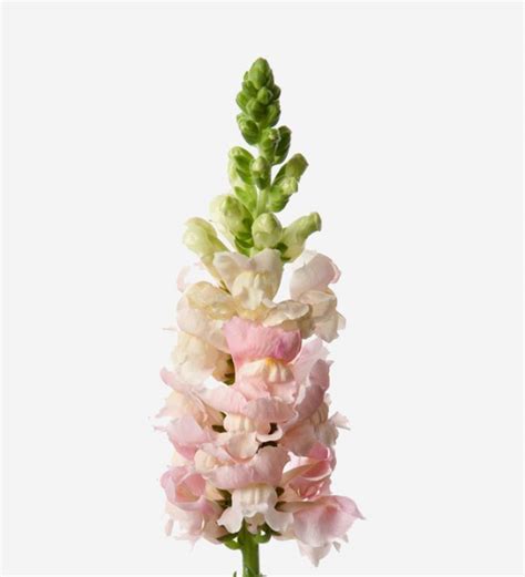 Snapdragon Bouquet | ubicaciondepersonas.cdmx.gob.mx