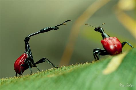 The Remarkable Giraffe Weevil of Madagascar | The Ark In Space