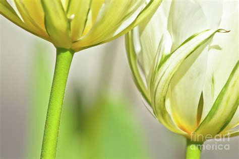 Yellow-Green Tulips Photograph by Jill Greenaway - Fine Art America