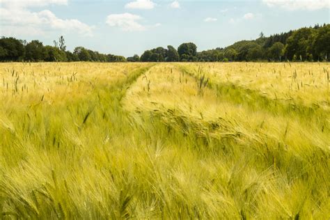 A Field of Barley · Free Stock Photo