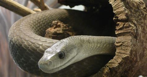 this world we live in: Black mamba venom may be a super painkiller!