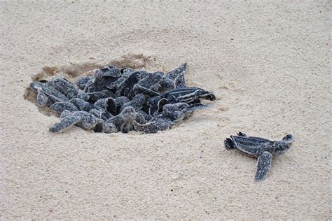 Sea turtles: Can these great marine migrators navigate rising human ...