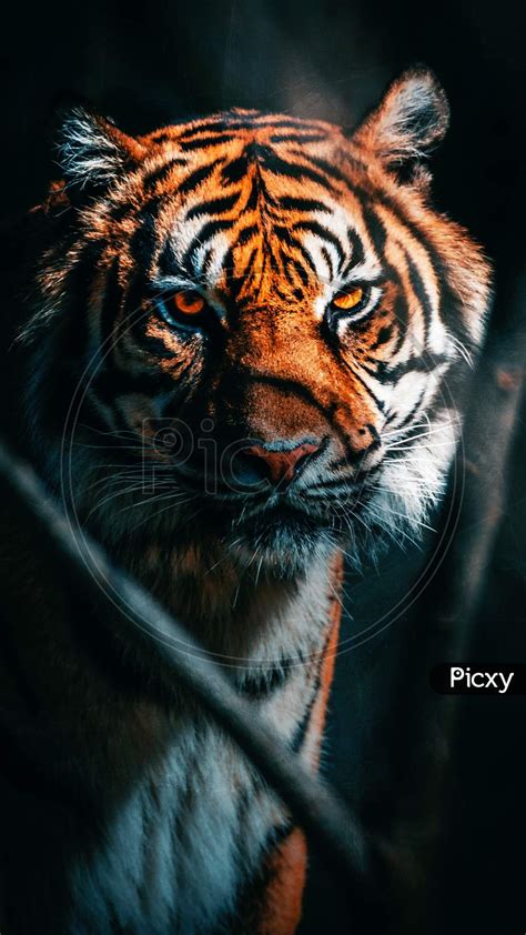 Image of Tiger Wallpaper 8K Full HD-AY755290-Picxy