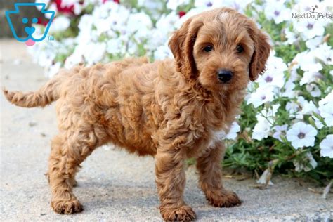 Cockapoo Puppies For Sale In Nc Cheap - FERQQI