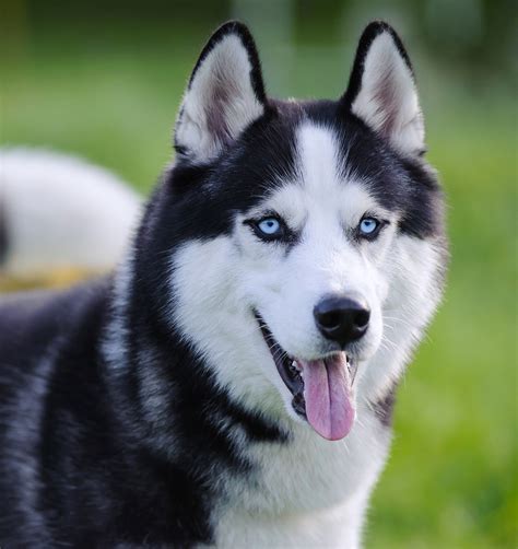 Pictures Of Huskies - An Amazing Gallery of Siberian And Alaskan Dogs ...