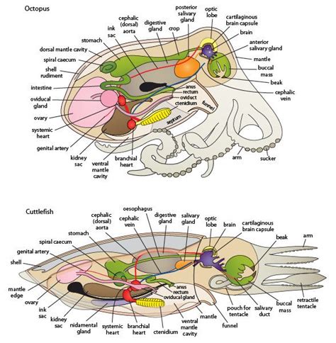 Basic anatomy of octopus and squid - Figure 17.6 - Molluscbook