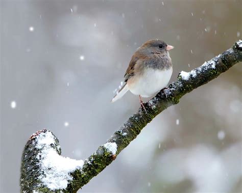 Male Dark-eyed Junco In Winter Photograph by Herbert L Fields Jr