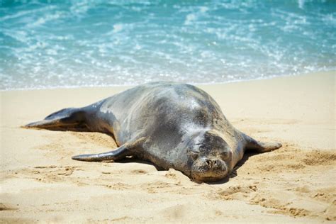 Your Guide To Viewing Hawaiʻi’s Endangered Wildlife - Hawaii Magazine