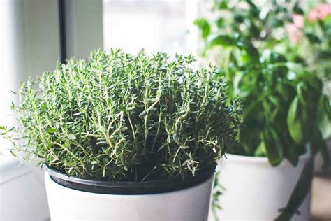 How to Grow Thyme Indoors - The Kitchen Herbs