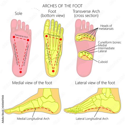 Vector Diagram Arches Of The Foot Medial And Lateral Longitudinal And ...