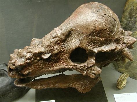 Pachycephalosaurus Skull - a photo on Flickriver