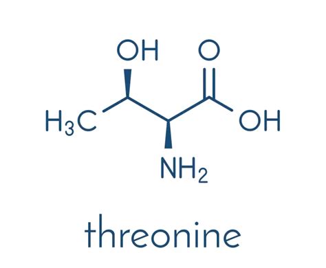 Threonine: 7 Important Facts to Know About This Amino Acid