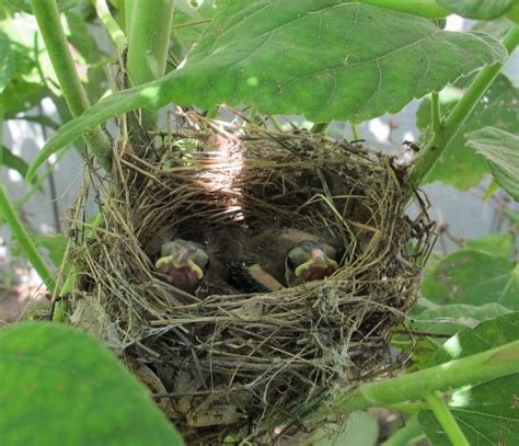 Julie Zickefoose on Blogspot: Indigo Bunting Nest-Part Four