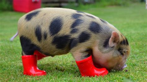 Yes, now there's a micro pig cafe - CNN.com