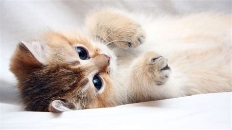 Cute Cat Images Hd Wallpapers