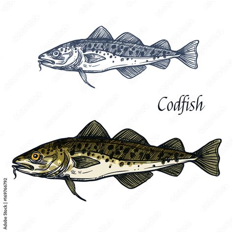 Cod fish vector isolated sketch icon Stock Vector | Adobe Stock