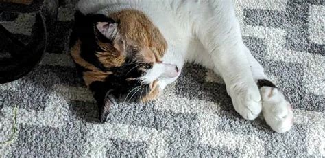 How to Clean Cat Vomit from Carpet - Clean Quicker