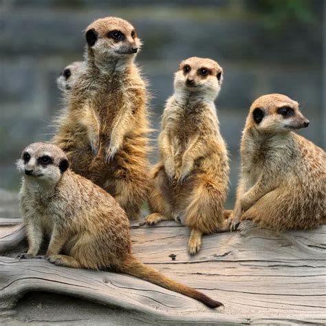 Meerkat Family — Stock Photo © fouroaks #2322662