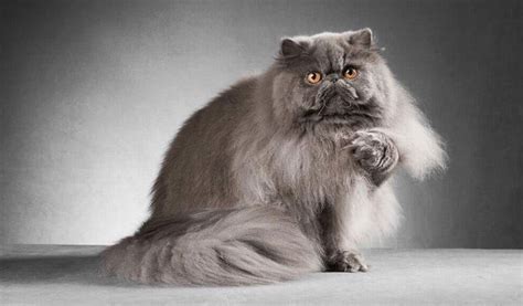 The Majestic Grey Persian Cat