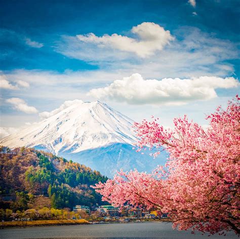 Cool Mt Fuji Cherry Blossom Wallpaper Ideas - hunter.hyperphp.com