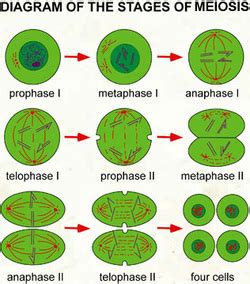 Meiosis - Designer Dogs